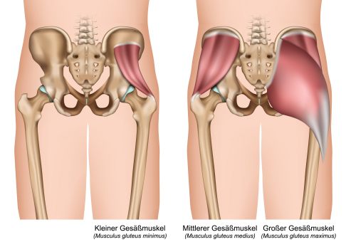 Von links nach rechts: Kleiner Gesäßmuskel, Mittlerer Gesäßmuskel, Großer Gesäßmuskel