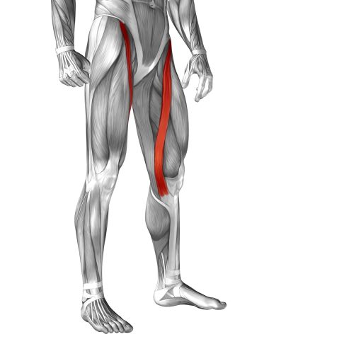 Längster Muskel im menschlichen Körper: Musculus sartorius