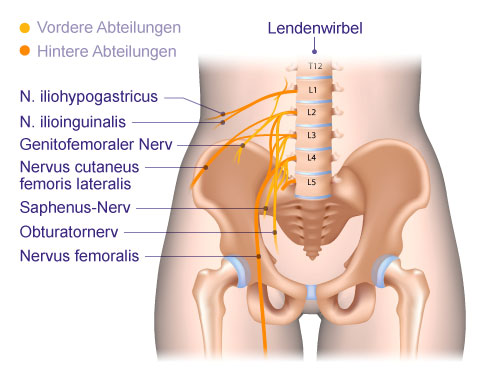 Nerven der Hüfte