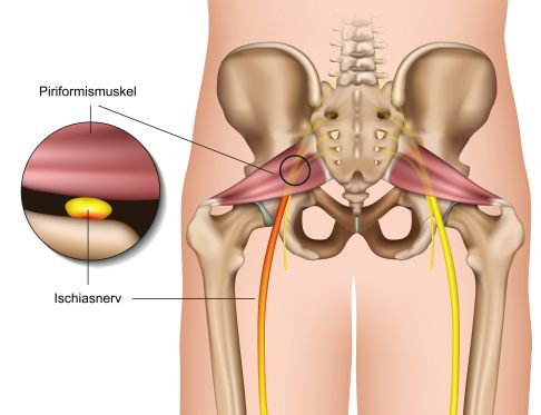 Musculus piriformis