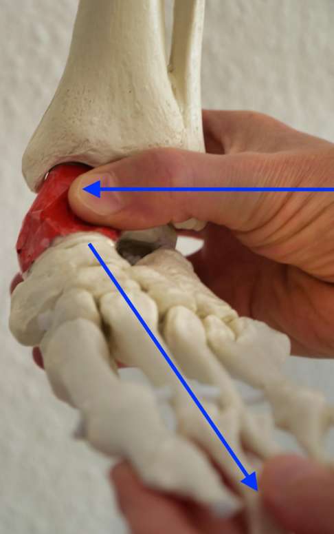 Finger markiert Sprungbein am Fuß