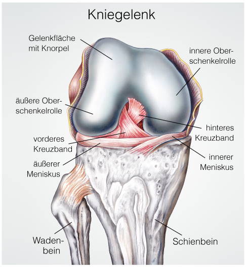 Anatomie des Kniegelenks mit Femurkondylen