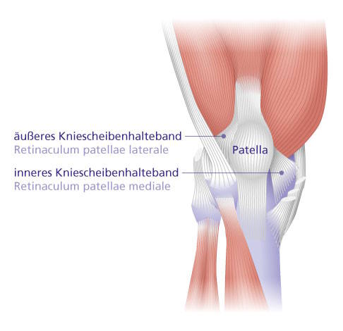 Anatomie: Haltebänder der Kniescheibe (Retinaculum patellae)