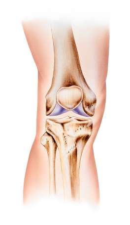 Anatomie der Knochen der unteren Extremitäten