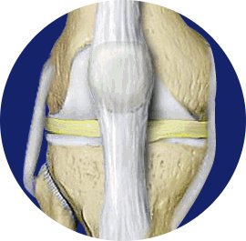 Knie anatomische Abbildung