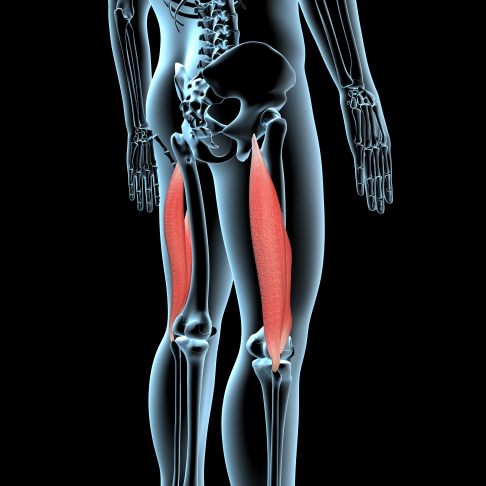 Musculus biceps femoris von hinten.