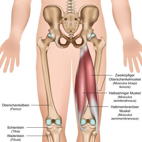 Grafische Darstellung der ischiocruralen Muskulatur
