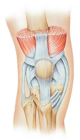 Anatomie des Kniegelenks mit Kniescheibe, Muskeln und Bändern