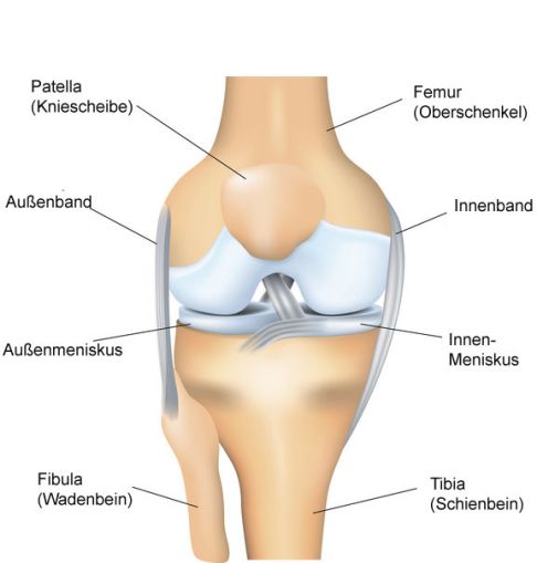 Anatomie des Kniegelenks