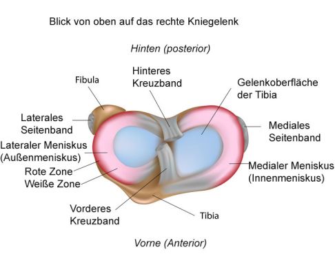 Sicht auf die Menisken von oben: In der Mitte angedeutet verlaufen vertikal die Kreuzbänder. Der Außen- und der Innenmeniskus umgeben das gesamte Schienbeinplateau. Die elastischen Menisken verschieben sich bei jeder Bewegung, je nachdem aus welcher Richtung eine Kraft auf das Kniegelenk einwirkt. © Alila Medical Media @ Fotolia Sicht auf die Menisken von oben