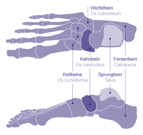 Fußwurzelknochen