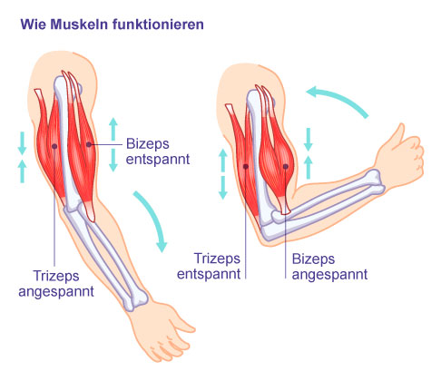 Bei einer Kontraktion verkürzt sich der kontrahierte Muskel. Beugt man den Ellenbogen, kontrahiert sich der Musculus biceps und sein Gegenspieler, der Musculus triceps, entspannt sich (relaxiert, Abb. rechts). Wird der Musculus triceps angespannt (kontrahiert) entspannt sich der Musculus biceps (links). © Rudzhan, Adobe Darstellung der Kontraktion am Oberarm