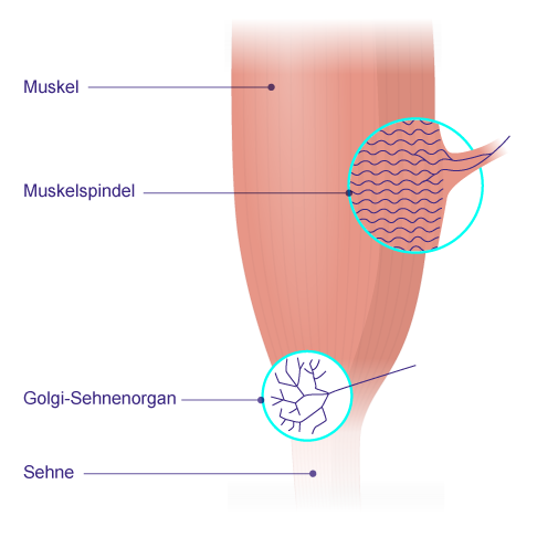 Propriozeptoren in der Muskulatur