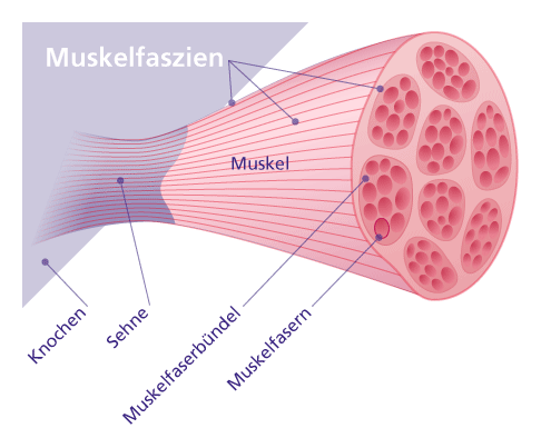 Anatomie eines Muskels mit Faszien