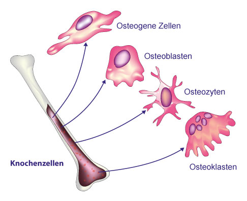 Verschiedene Formen der Knochenzellen