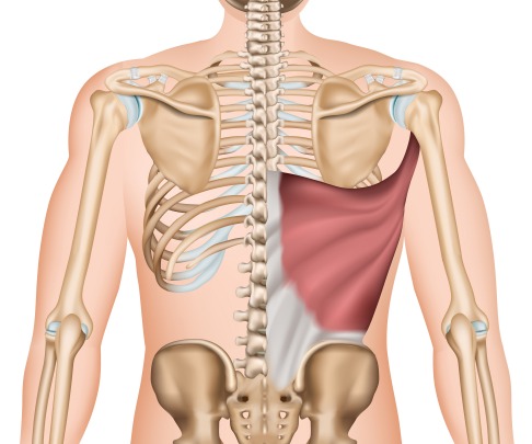 Anatomische Illustration des Musculus latissimus dorsi