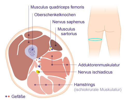 Querschnitt des Oberschenkels