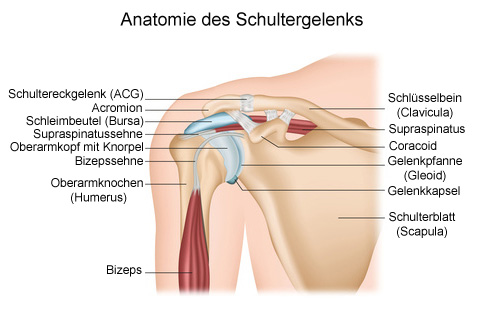 Anatomie der Schulter und Lage des Schleimbeutels