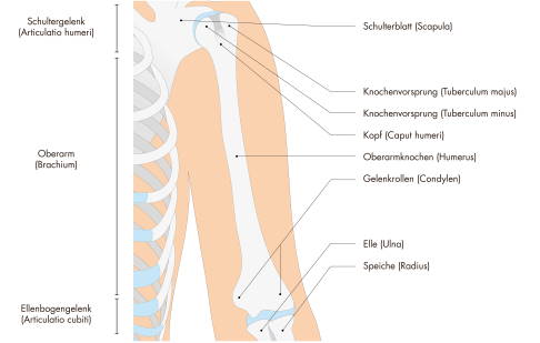 Anatomie des Oberarmknochens: Das Tuberculum minus dient der Subscapularissehne als Ansatzpunkt.