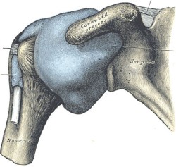 Schultergelenk mit Darstellung der Gelenkkapsel, die bei einer Frozen Shoulder entzündet ist