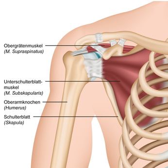 Вращательная манжета состоит из четырех сухожилий. Наиболее важным является сухожилие надостной мышцы. Вращательная манжета фиксирует головку плечевой кости в суставной впадине. © bilderzwerg, Fotolia