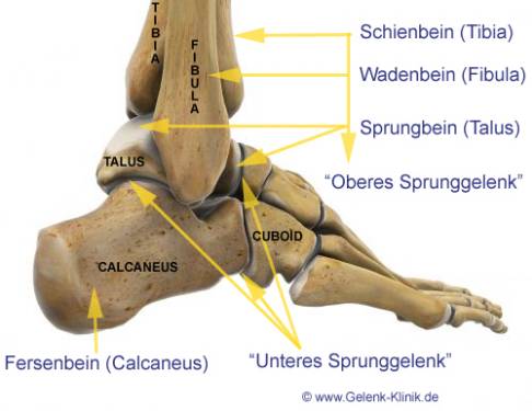 Изобр.2: голеностопный сустав состоит из трех костей. Таранная кость формирует нижнюю часть голеностопного сустава посредством соединения с больше- и малоберцовой костями (вилка). Снизу таранная кость соединяется с пяточной костью, а спереди — с ладьевидной. Посредством этих сочленений таранная кость передаёт вес тела на всю стопу. Деформация пяточной кости повышает риск заболевания артрозом. Каждая из этих костей, наряду со связками и сухожилиями, непосредственно задействованы при ходьбе и стабилизации стопы. © Viewmedica