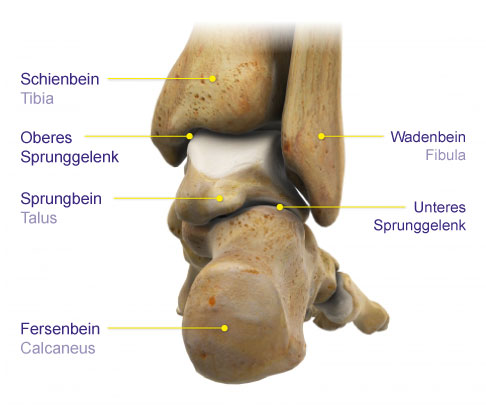 Sprunggelenk von Hinten: Schienbein (Tibia), Wadenbein (Fibula), Sprungbein (Talus), Fersenbein (Calcaneus)