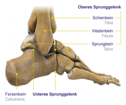 Sprunggelenk von der Seite: Schienbein (Tibia), Wadenbein (Fibula), Sprungbein (Talus), Fersenbein (Calcaneus)