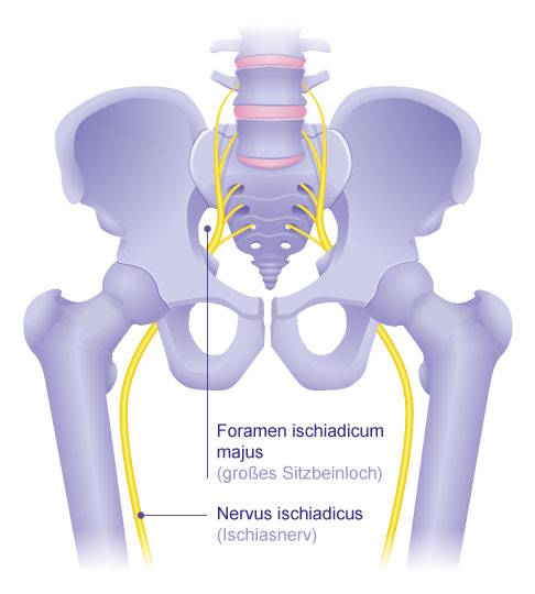 Anatomie des Ischiasnervs