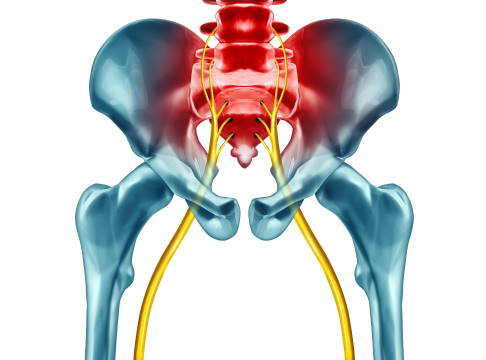 Anatomie: Nervus ischiadicus