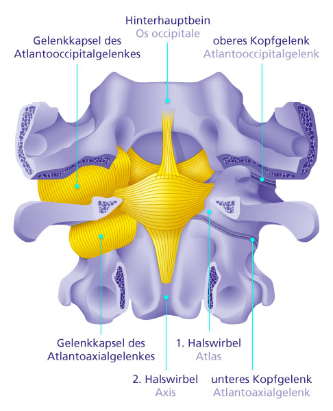 Kopfgelenke: Atlantooccipitalgelenk und Atlantoaxialgelenk