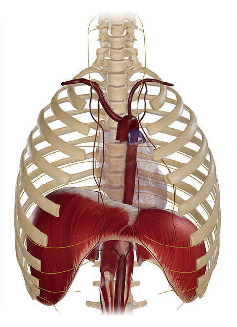Zwerchfellmuskel und seine Nerven und Gefäße im Brustkorb