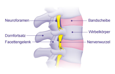 Anatomie der Wirbelsäule mit Neuroforamen