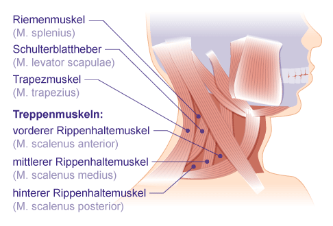 Anatomie der seitlichen Halsmuskeln mit Treppenmuskeln