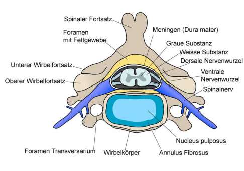 Querschnitt eines Wirbels mit Bandscheibenkern und Anulus fibrosus