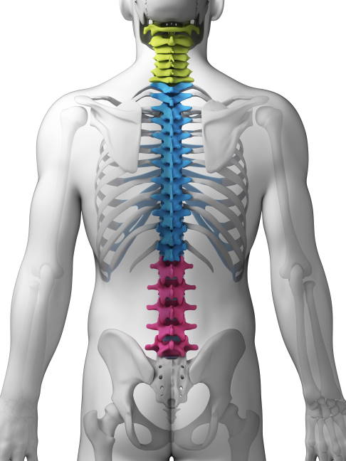 Anatomie der Wirbelsäule mit Halswirbeln, Bustwirbeln und Lendenwirbeln